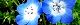 120409-nemofira-s.jpg(1784 byte)