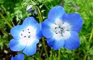 120409-nemofira.jpg(8573 byte)