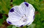 120410-nemofira.jpg(4793 byte)