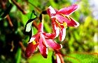 120412-uguisukagu3.jpg(5954 byte)