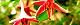 120413-uguisukagu-s.jpg(1815 byte)