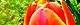 120419-tyuripu-s.jpg(1769 byte)