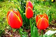 120419-tyuripu.jpg(11799 byte)