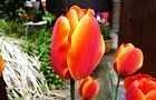 120419-tyuripu2.jpg(5818 byte)