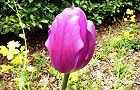 120420-tyurip.jpg(8015 byte)