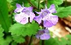 120421-kakidousi.jpg(4924 byte)