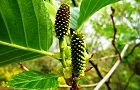 120424-oobayasya2.jpg(6186 byte)