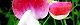 120424-suitopi-s.jpg(1662 byte)
