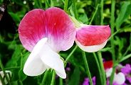 120424-suitopi.jpg(8017 byte)