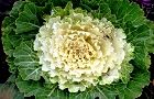 111206-habotan.jpg(6607 byte)