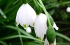 120421-suzuransuisen2.jpg(4344 byte)