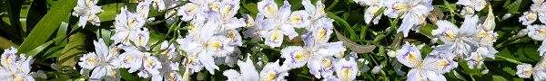 120428-syaga.jpg(25909 byte)