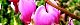 120428-taituri-s.jpg(1872 byte)