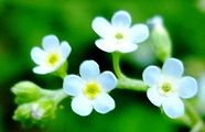 120507-mizutabira.jpg(6012 byte)
