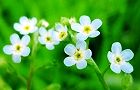 120507-mizutabira2.jpg(4690 byte)