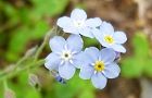 120508-mizutabira.jpg(4174 byte)