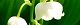 120508-suzuran-s.jpg(1510 byte)