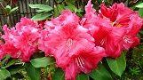120508-syakunage3.jpg(7539 byte)