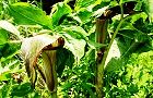 120510-mamusikusa3.jpg(8268 byte)