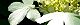 120514-yabutemari-s.jpg(1681 byte)