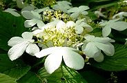 120514-yabutemari.jpg(9073 byte)