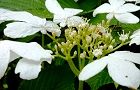 120514-yabutemari2.jpg(6086 byte)