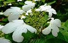 120514-yabutemari3.jpg(6171 byte)