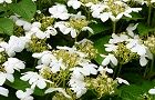 120514-yabutemari4.jpg(7643 byte)