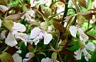 120517-ebine4.jpg(6994 byte)