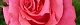 120518-bara-s.jpg(1484 byte)