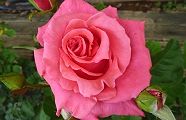 120518-bara.jpg(7178 byte)