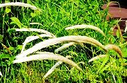 120521-chigaya.jpg(13925 byte)