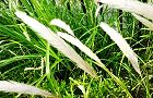 120521-chigaya2.jpg(8375 byte)