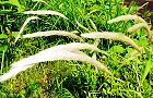120521-chigaya3.jpg(8602 byte)