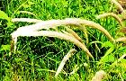 120521-chigaya4.jpg(8604 byte)