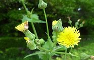 12.05.18.-nogesi.jpg(7689 byte)