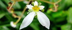120528-yukinosita-m.jpg(6554 byte)