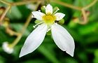 120528-yukinosita.jpg(4595 byte)