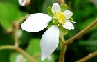 120528-yukinosita2.jpg(4194 byte)