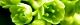 120530-gonzui-s.jpg(1588 byte)