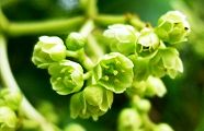 120530-gonzui.jpg(6914 byte)