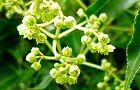 120530-gonzui2.jpg(6019 byte)
