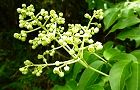 120530-gonzui3.jpg(6541 byte)