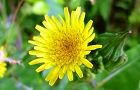 120530-nogesi.jpg(4944 byte)