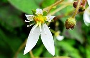120530-yukinosita.jpg(6588 byte)