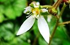 120530-yukinosita2.jpg(4778 byte)