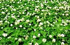 120531-kurouba.jpg(8763 byte)