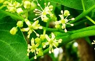 120604-niwaurusi.jpg(9253 byte)