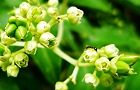 120605-gonzui.jpg(5196 byte)