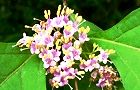 120621-komurasaki.jpg(6167 byte)